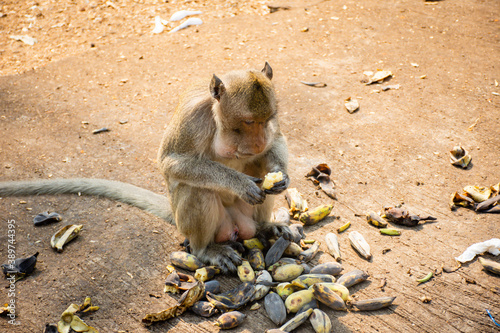 Young monkey eating banana in Thailand. Hungry monkey sitting on ground and eating fruit.
