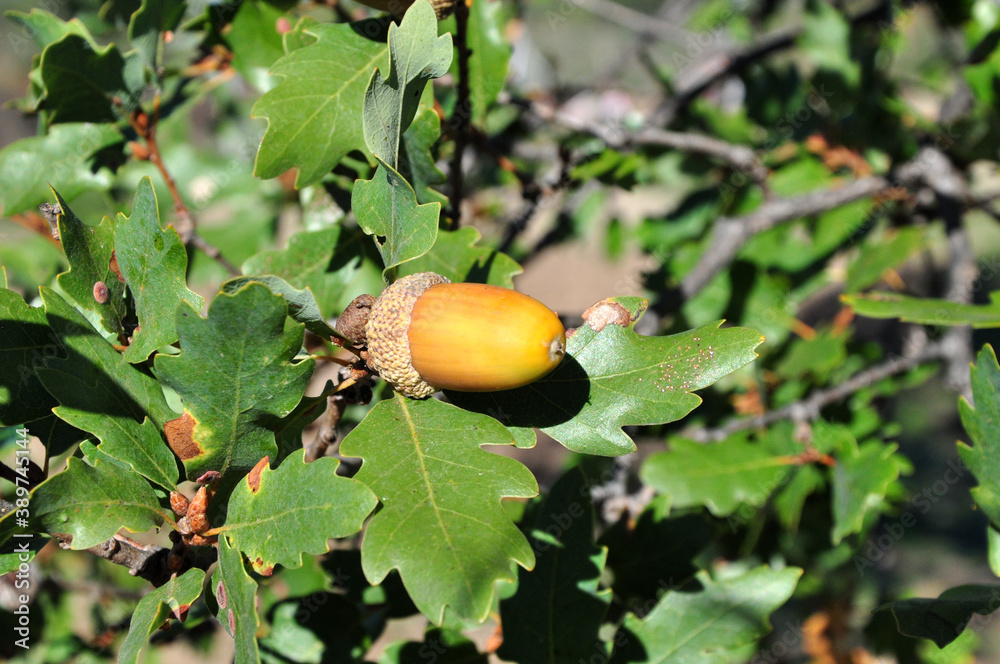 Obraz premium an acorn on the tree