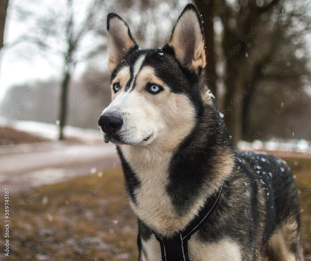 Husky siberiano