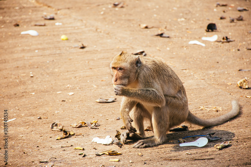 Monkey eating banana in Thailand. Hungry monkey sitting on ground and eating fruit.