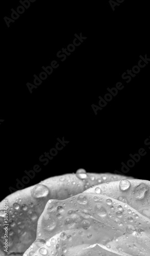 drops on roses. Abstract flower black white rose on black background - Valentines, Mothers day, anniversary, condolence card. Beautiful rose. close up roses . monochrome. panorama © Нигяр Гусейнова