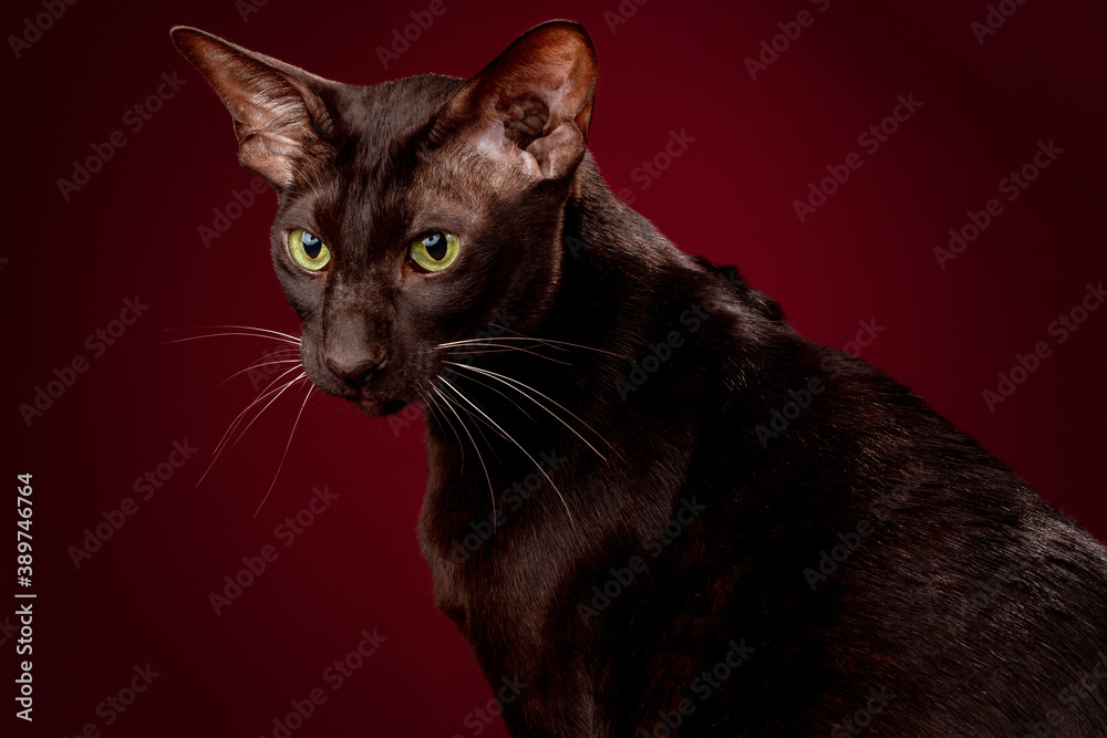 Cat Oriental chocolate brown stares isolated on red