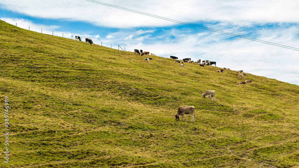Paysage d'un troupeau de vaches broutant sur un alpage d'altitude dans une montagne suisse en été par un ciel nuageux