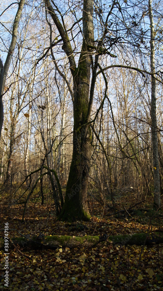 Forest in cloudy weather