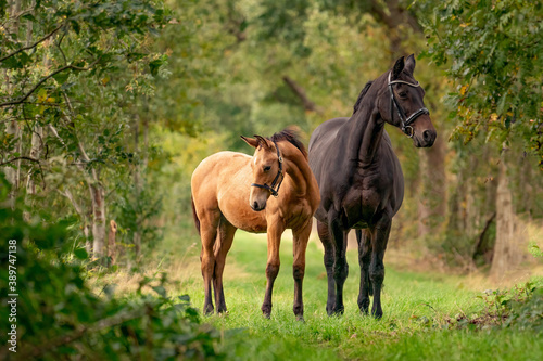 Fotografia A brown mare with a foal standing on a forest path surrounded by autumn colors