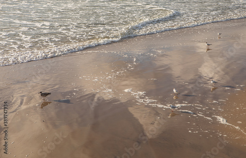 Fototapeta Naklejka Na Ścianę i Meble -  Sand, waves and seagulls on the shore of the Baltic sea