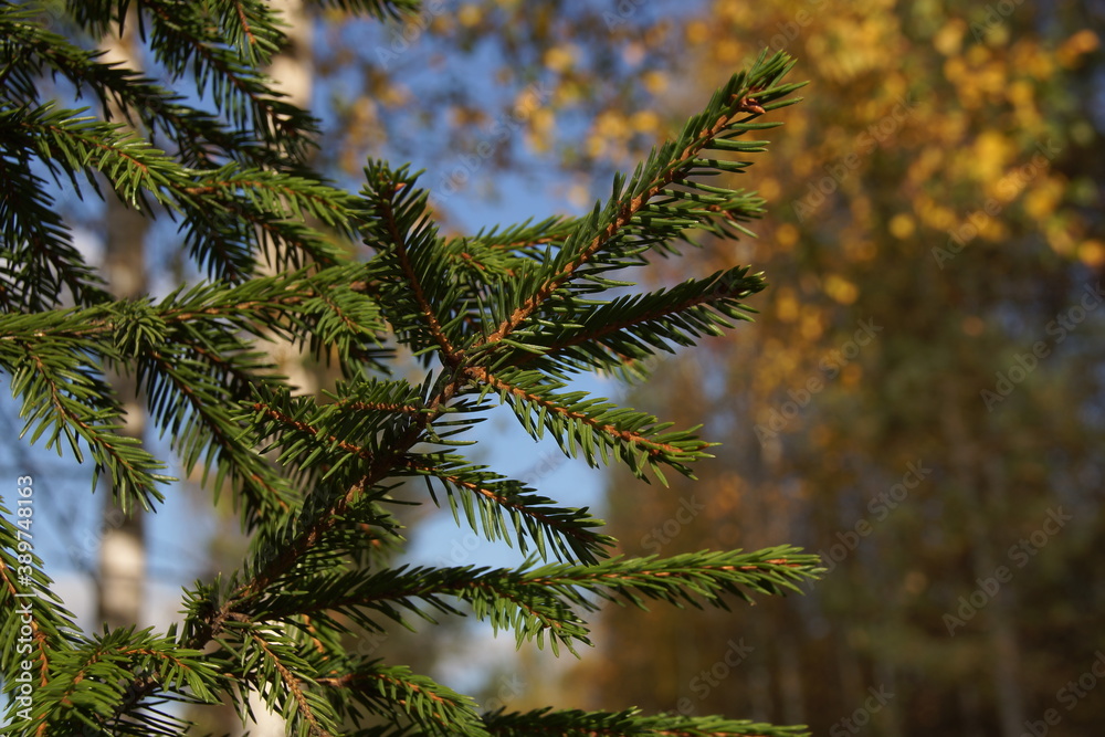 green tree green tree