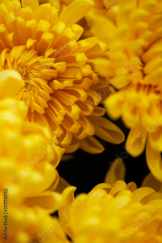 yellow chrysanthemum flower © Gloria