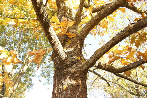 tree in autumn