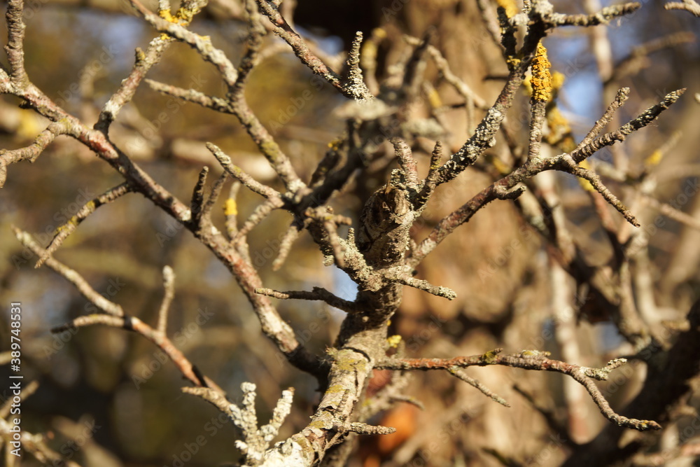 bird on a branch bird on a branch