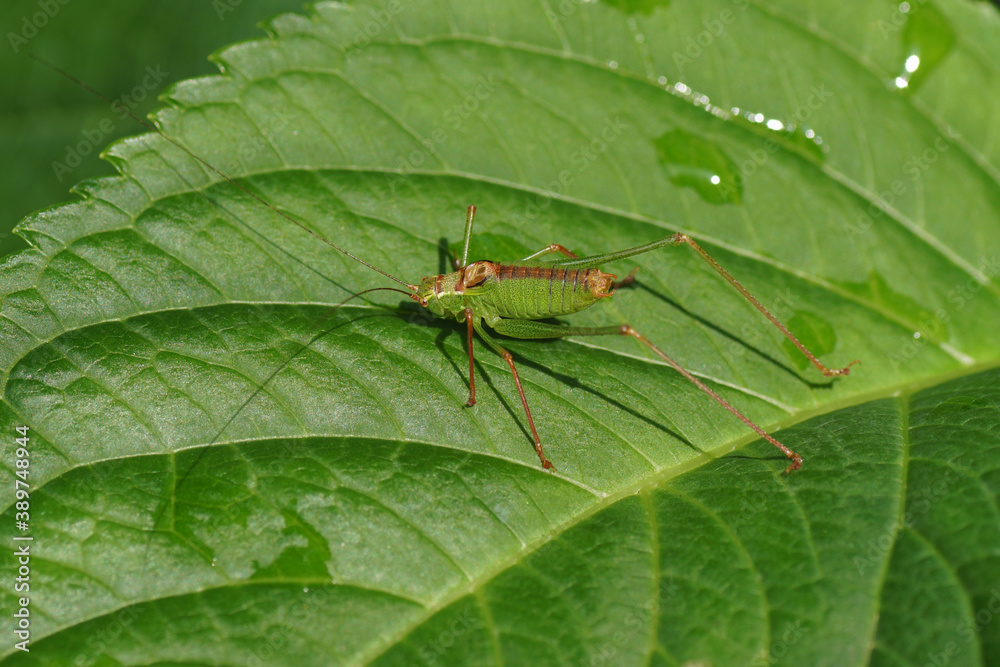 Male Speckled bush-criket (Leptophyes punctatissima). Family bush-criket (Tettigoniidae). On a hortensia leaf with water drops in a Dutch garden in the summer. Netherlands, August. Male Speckled bush-criket (Leptophyes punctatissima). Family bush-criket (Tettigoniidae). On a hortensia leaf with water drops in a Dutch garden in the summer. Netherlands, August.