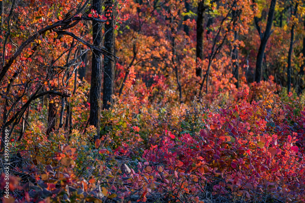 Bright autumn forest with red and orange leaves of smoke tree