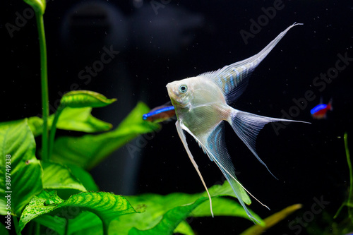 Fresh water planted aquarium with silver angelfish photo