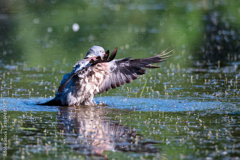 Fototapeta premium Wood Pigeon or Columba palumbus washes in water