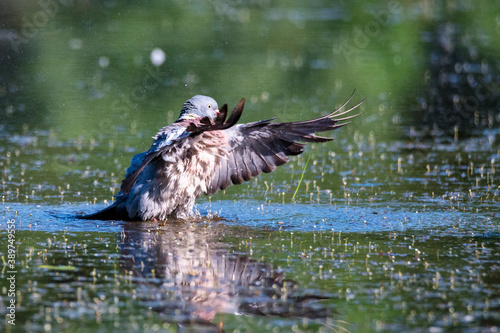 Wood Pigeon or Columba palumbus washes in water