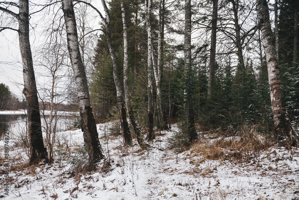 Fototapeta premium Trees in the late autumn