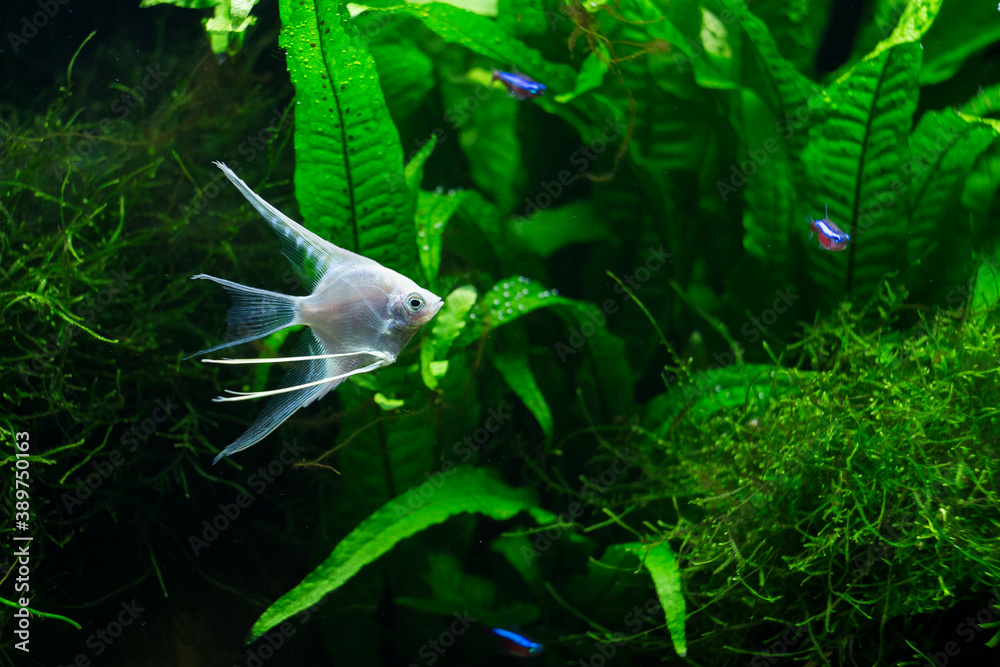 Fresh water planted aquarium with silver angelfish Fresh water planted aquarium with silver angelfish