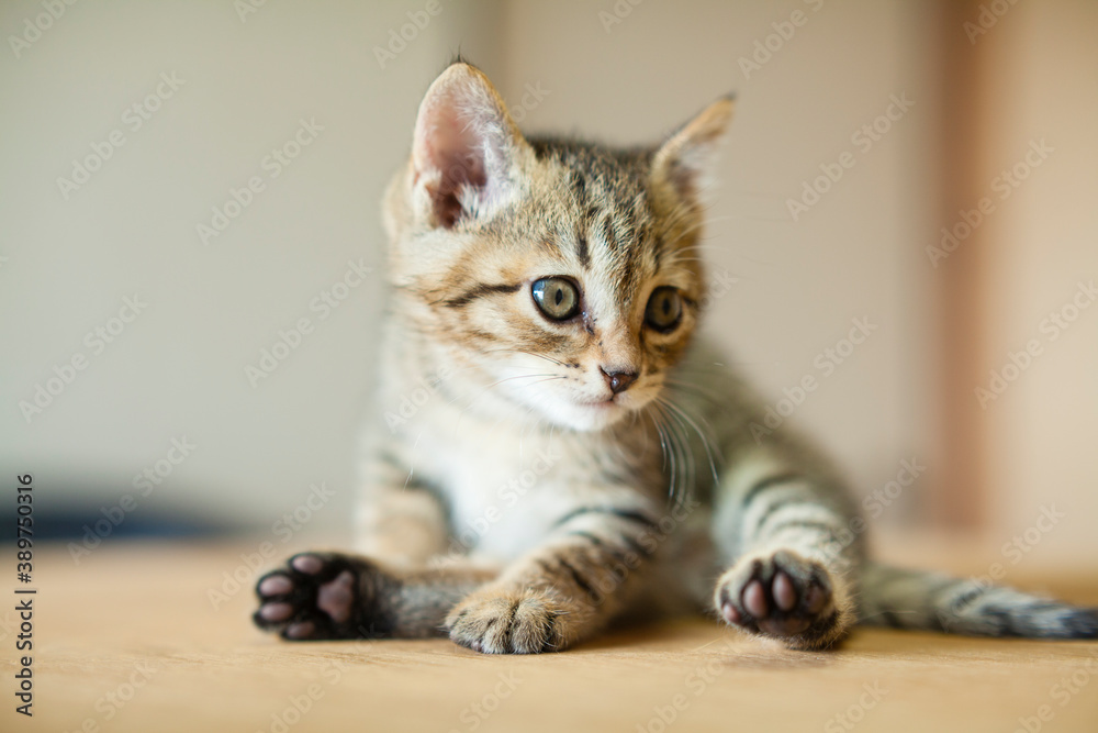 Naklejka premium 子猫