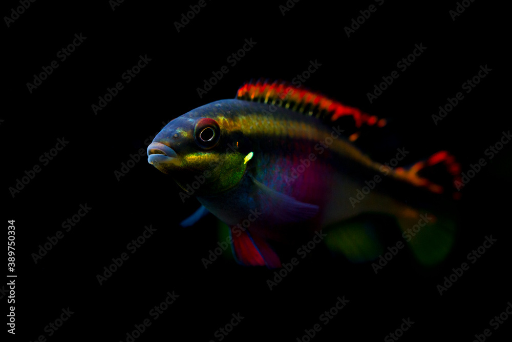Colorful female Kribensis cichlid fish 