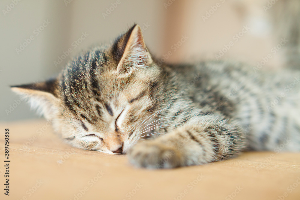 子猫