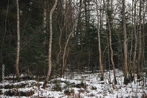 Trees in the late autumn