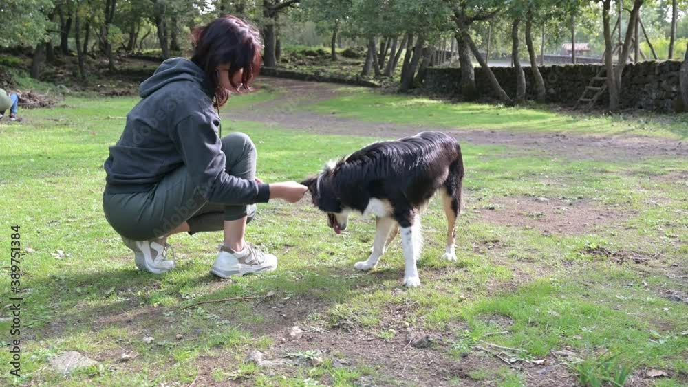 Close-up of Handsome Young Man of Caucasian Ethnicity Training Obedience with Border Collie on the Field. Black and White Dog Gives Paw to Man in Hoodie. Close-up of Handsome Young Man of Caucasian Ethnicity Training Obedience with Border Collie on the Field. Black and White Dog Gives Paw to Man in Hoodie.
