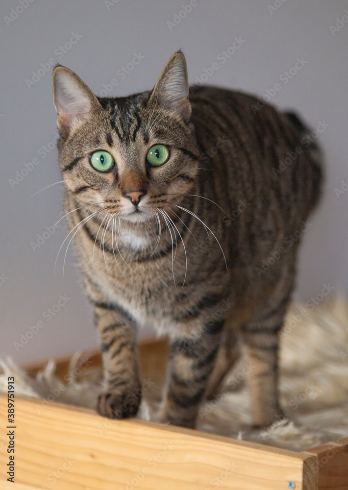 Beautiful gray striped green-eyed cat stares at the camera