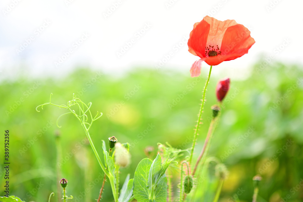 Obraz premium Mohnblume