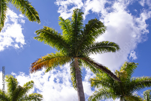 Palmeira - Tree - Arbre