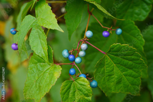 Blue berries of the Ampelopsis Gnadulosa porcelain berry plant photo