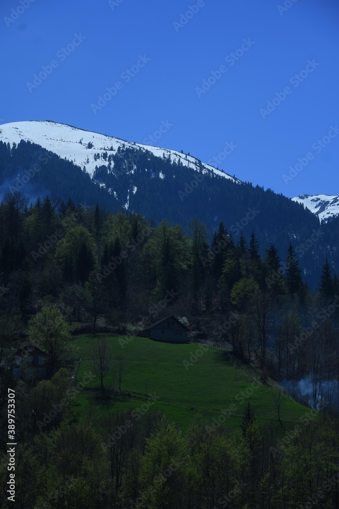 landscape with trees landscape with trees