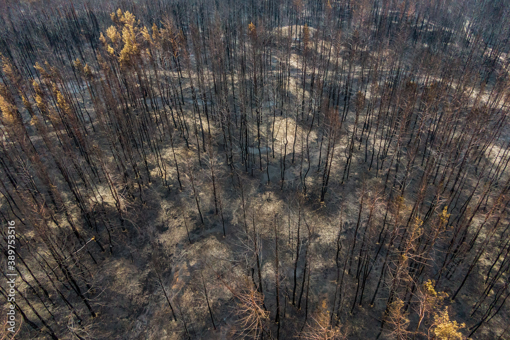 Naklejka premium Burnt trees after a forest fire. burnt pine forest top view. dead black forest after fire. photo drone