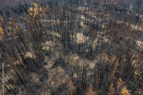 Burnt trees after a forest fire. burnt pine forest top view. dead black forest after fire. photo drone