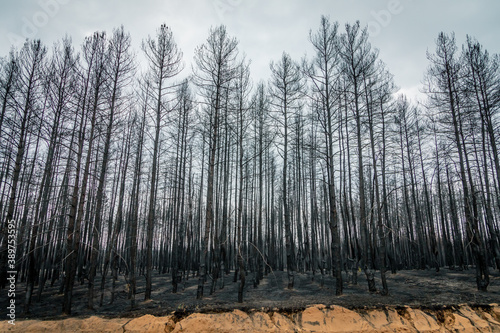 Burnt trees after a forest fire. burnt pine forest. consequences of forest fires. Ecology problems. black dead forest after fire. ecological catastrophy.