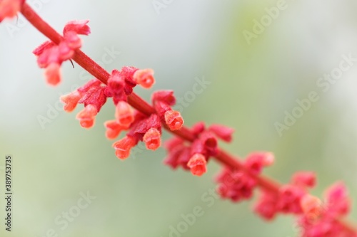 Sabra spike sage, Salvia confertiflora photo