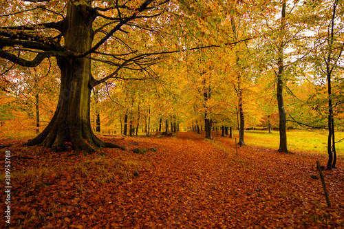 Danish autumn forest in beautiful colours