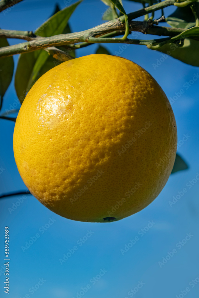 Ripening Orange on Branch in Sunlight