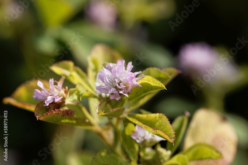 Flower of a Persian clover, Trifolium resupinatum.