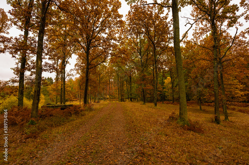 Danish autumn forest in beautiful colours