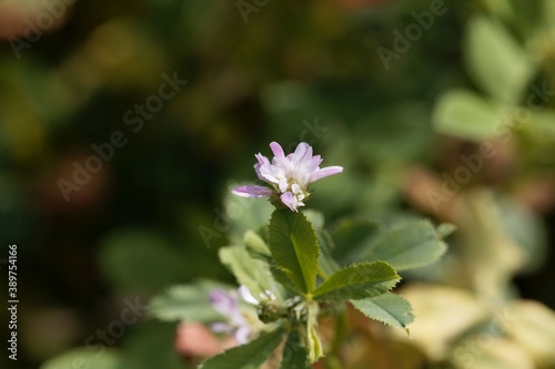 Flower of a Persian clover  Trifolium resupinatum.