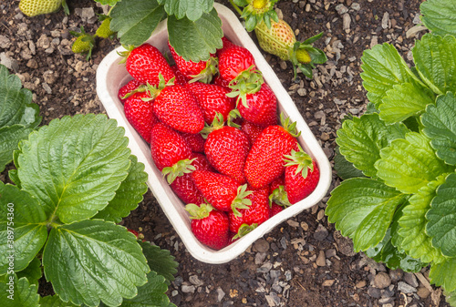 Photos strawberry garden with freshly picked ripe strawberries in cardboard punnet and