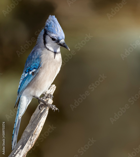 A blue jay sits atop a weathered stump in Cheyenne, Wyoming