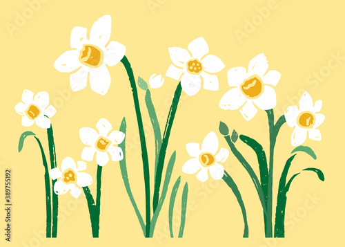 Vector illustration of daffodils. Yellow background.