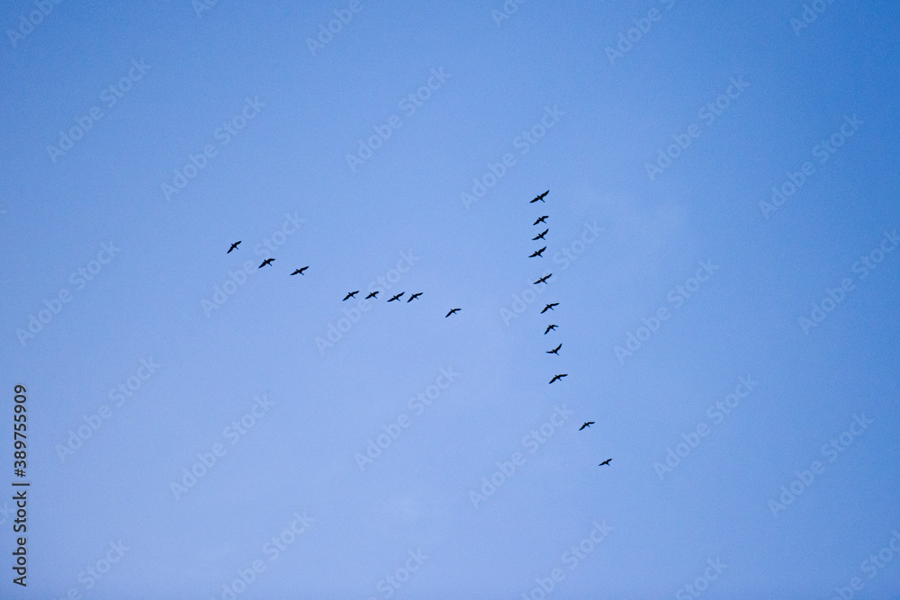 Flock migrating wild geese flyimg in V formation at autumn sky. Flock migrating wild geese flyimg in V formation at autumn sky.