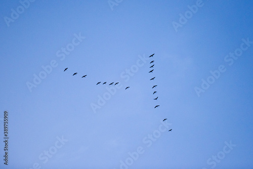 Flock migrating wild geese flyimg in V formation at autumn sky.