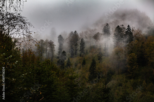 Bieszczadzki las we mgle, Polska