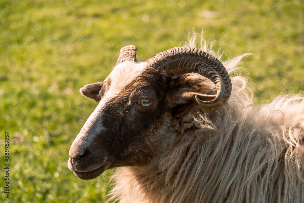 Sheep standing in the sun with grass background looking into the camera Sheep standing in the sun with grass background looking into the camera