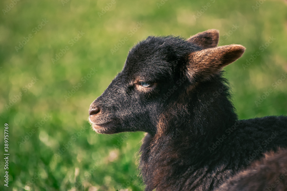Little young brown lamb of sheep laying in the sun with blurred green background Little young brown lamb of sheep laying in the sun with blurred green background