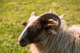 Sheep standing in the sun with grass background looking into the camera