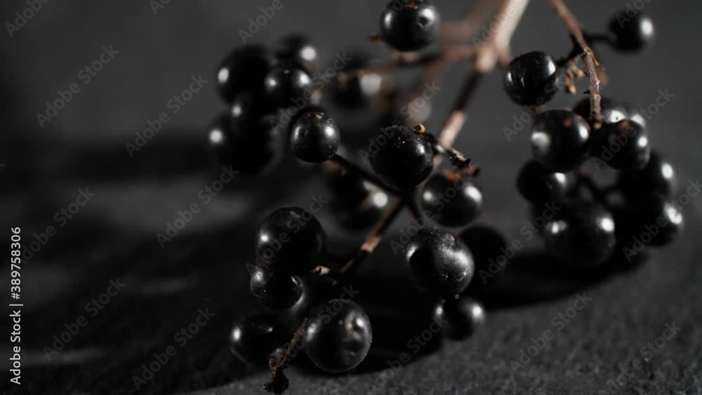 4K Close up of wild black forest berries. Rotating macro video of colorful non-eddible berries. Beautiful natural and organic background with strong contrasts. 4K Close up of wild black forest berries. Rotating macro video of colorful non-eddible berries. Beautiful natural and organic background with strong contrasts.